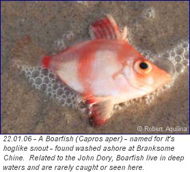 Boarfish � Robert Aquilina